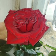 @DarkMoll@
