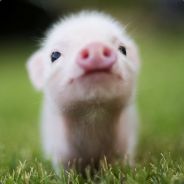 PigGer
