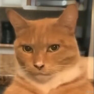 p kitty