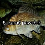 Paras Kawelek *******