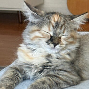 Furia