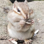 Eastern chipmunk