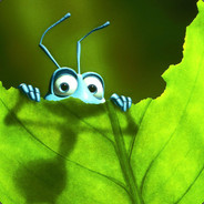 bug on leaf