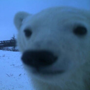 Snowy Sniffer