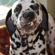 Spoted Dog