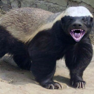 Miodożer