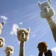 Alpaca