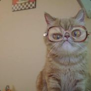  [ Steam Profile ] 