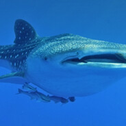 shark