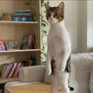Meowwwww