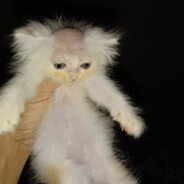 Чмоня
