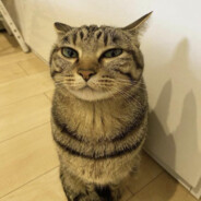 シミ Shimi