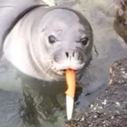 TacticalSeaLion