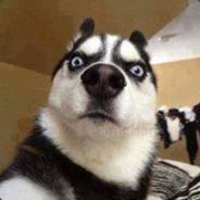 Poomnar