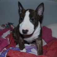 Ripley