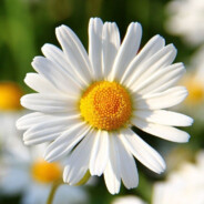 ailinm720