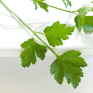 Parsley