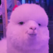 The_luccylama
