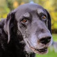 Elderly Dog