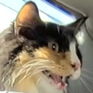 BenShapiroHVH
