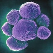 @Natural Killer Cell ϟ