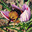 Group Avatar