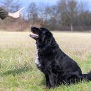 _sitdog_