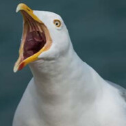 MÅGE