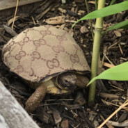 Gucci Turtle