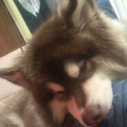 BOBO
