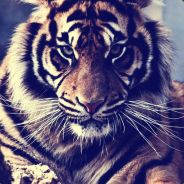 Imperator