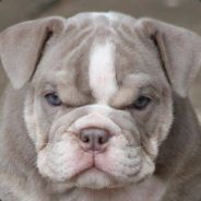 BullDog