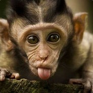 MG.Monkeylife.