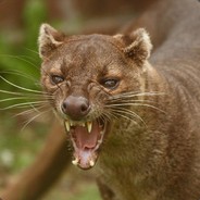 Fossa