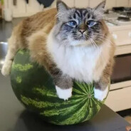 арбузный кот