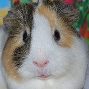 strong_guinea_pig