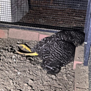 dead bird