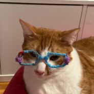Mister Ginger