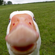 Steam profile picture for @loveducks