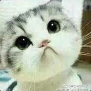 冬流露球王