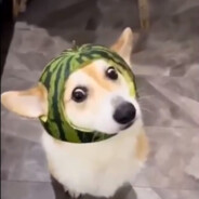 Суки, я в шлеме
