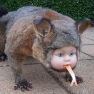 Pan Bober