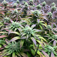 THCFARMER420