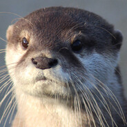 Otter