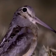 meep