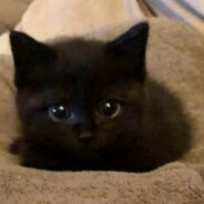 Meow
