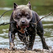 [DOG] THE OG
