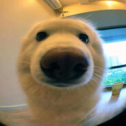 foogi