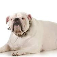 lil_DIN FEDE HUND
