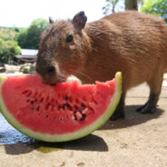 capy